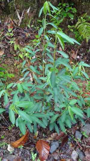 Telegraph plant(Codariocalyx motorius)