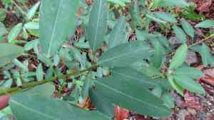 Telegraph plant(Codariocalyx motorius)