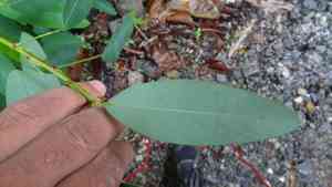Telegraph plant(Codariocalyx motorius)
