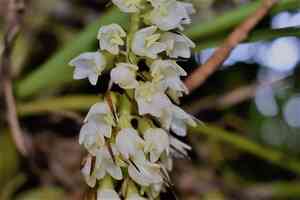 Coelia triptera(Coelia triptera)