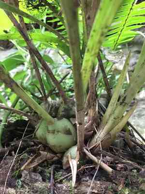 Coelia triptera(Coelia triptera)