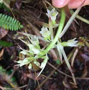 Coelia triptera(Coelia triptera)