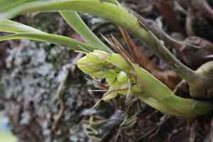 Coelia triptera(Coelia triptera)