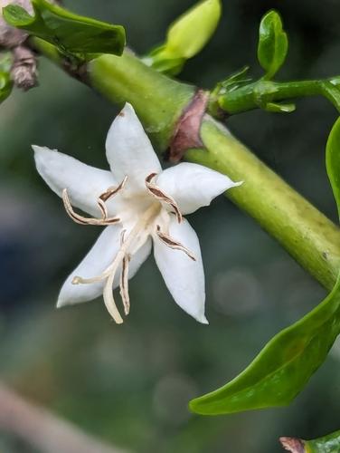 Robusta coffee (Coffea canephora) Care Guide: Pests, Diseases, Watering ...