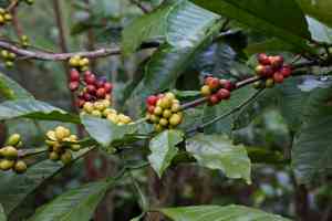 Coffee (Coffea)(Coffea)
