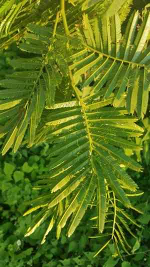 Royal mahogany(Cojoba arborea)