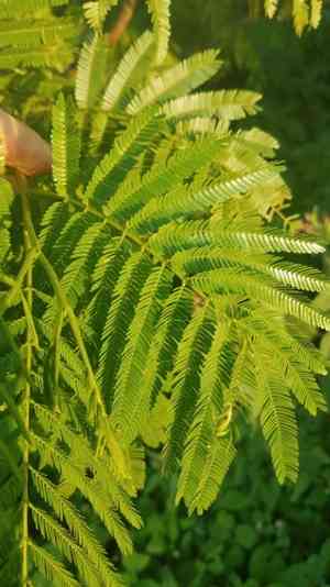 Royal mahogany(Cojoba arborea)