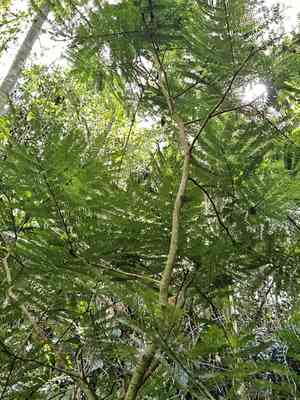 Royal mahogany(Cojoba arborea)