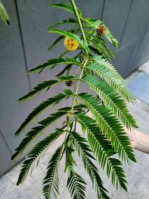 Royal mahogany(Cojoba arborea)