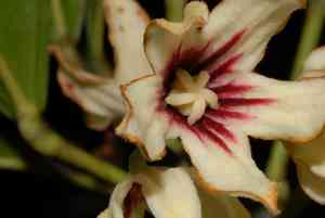Gbanja cola tree(Cola nitida)