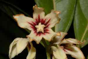 Gbanja cola tree(Cola nitida)