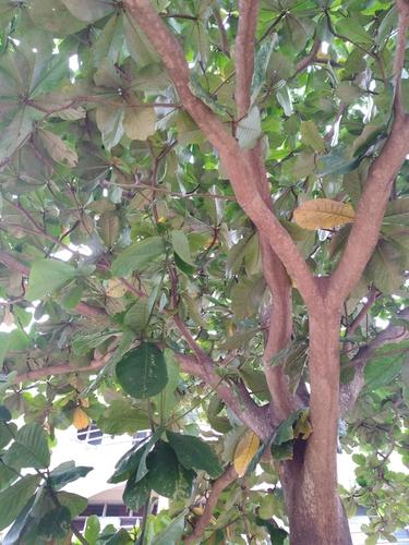 Gbanja cola tree (Cola nitida) Care Guide: Pests, Diseases, Watering ...