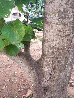 Gbanja cola tree(Cola nitida)