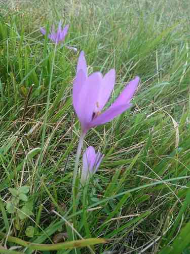 Autumn crocus(Colchicum autumnale)