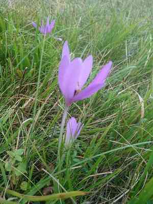Autumn crocus(Colchicum autumnale)