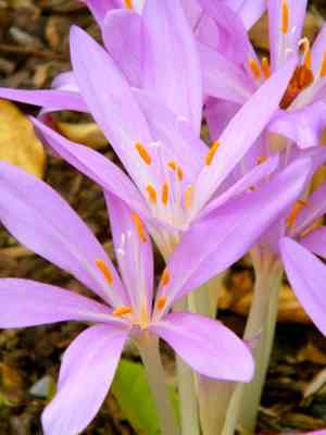 Autumn crocus(Colchicum autumnale)