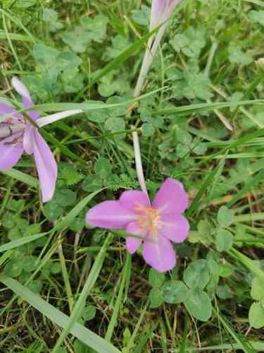 Autumn crocus(Colchicum autumnale)