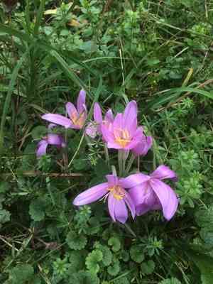 Autumn crocus(Colchicum autumnale)