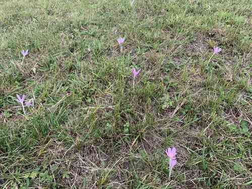 Autumn crocus(Colchicum autumnale)