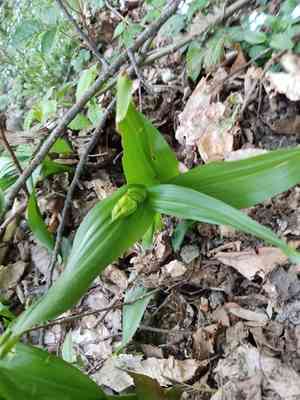 Showy colchicum(Colchicum speciosum)