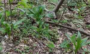 Showy colchicum(Colchicum speciosum)