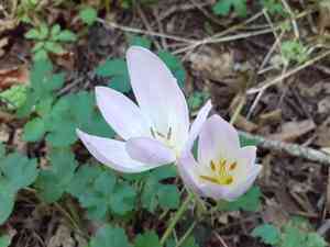 Showy colchicum(Colchicum speciosum)
