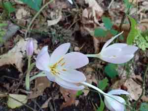 Showy colchicum(Colchicum speciosum)