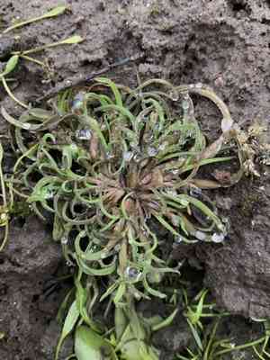 Moss grass(Coleanthus subtilis)