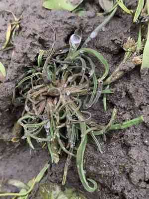 Moss grass(Coleanthus subtilis)