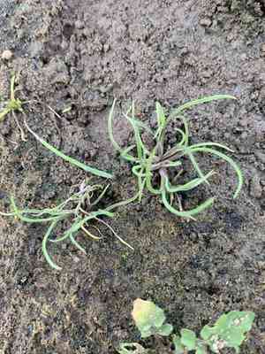 Moss grass(Coleanthus subtilis)