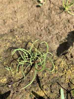 Moss grass(Coleanthus subtilis)