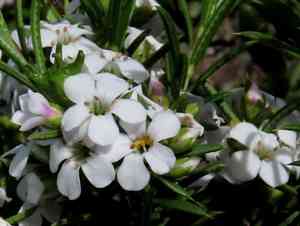 White breath of heaven(Coleonema album)