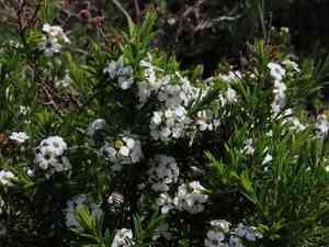 White breath of heaven(Coleonema album)