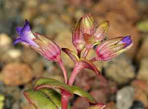 Desert mountain blue-eyed mary(Collinsia callosa)
