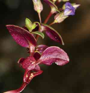 Desert mountain blue-eyed mary(Collinsia callosa)