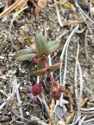 Desert mountain blue-eyed mary(Collinsia callosa)