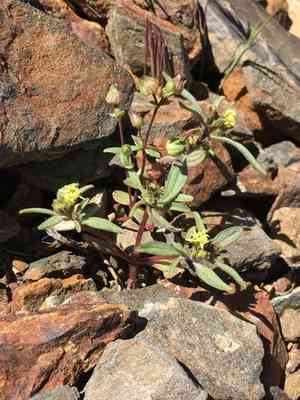 Desert mountain blue-eyed mary(Collinsia callosa)
