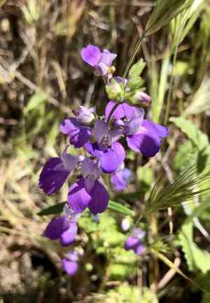 Chinese houses(Collinsia concolor)