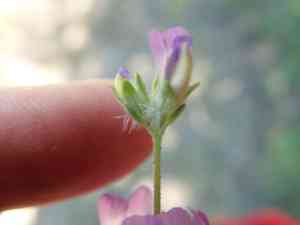 Chinese houses(Collinsia concolor)