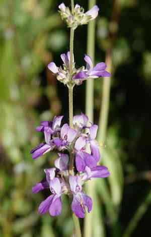 Chinese houses(Collinsia concolor)