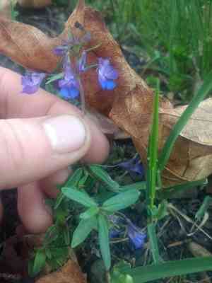 Giant blue eyed mary(Collinsia grandiflora)