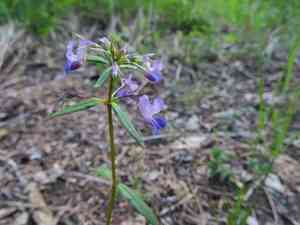 Giant blue eyed mary(Collinsia grandiflora)