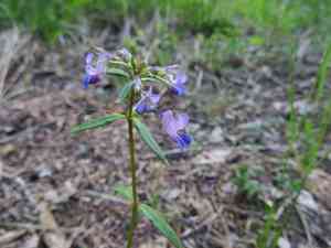 Giant blue eyed mary(Collinsia grandiflora)