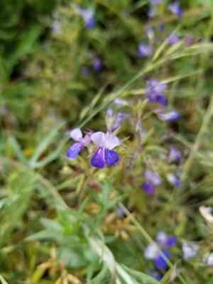 Giant blue eyed mary(Collinsia grandiflora)