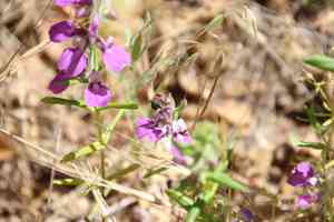 Chinese houses(Collinsia heterophylla)