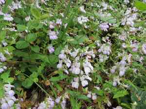 Chinese houses(Collinsia heterophylla)