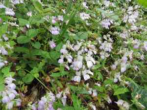 Chinese houses(Collinsia heterophylla)