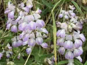 Chinese houses(Collinsia heterophylla)
