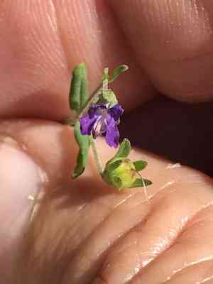 Parry's blue eyed mary(Collinsia parryi)