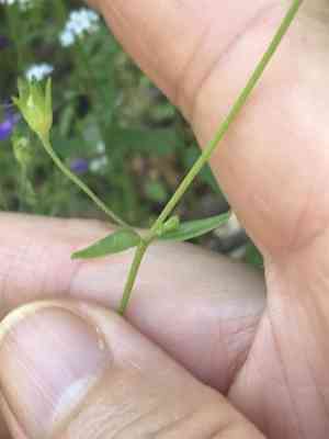 Parry's blue eyed mary(Collinsia parryi)